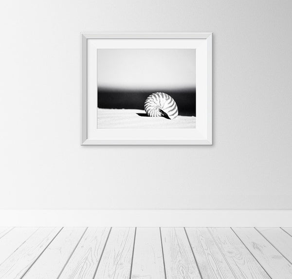 Black and White Seashell Picture by carolyncochrane.com