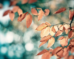 Teal Copper Nature Photography by carolyncochrane.com