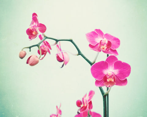 Pink Orchid Photography by carolyncochrane.com