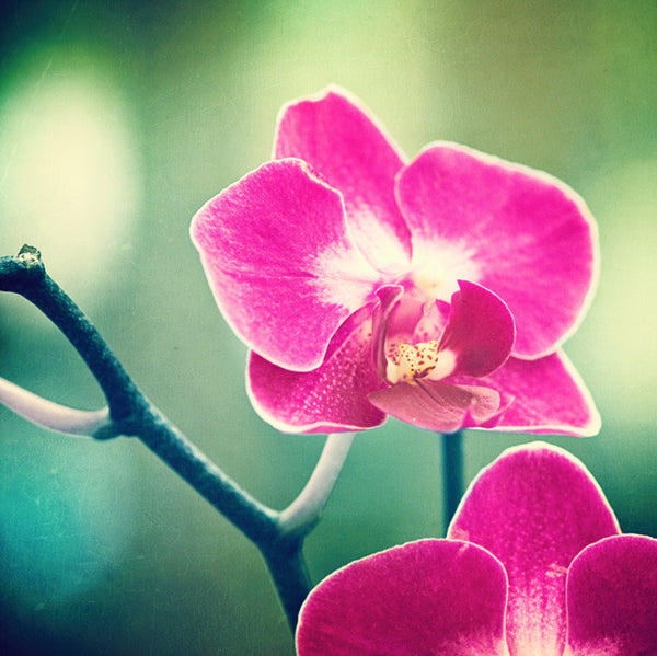 Orchid Photography Print by carolyncochrane.com