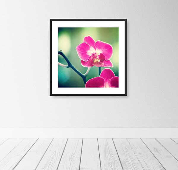 Orchid Photography Print by carolyncochrane.com