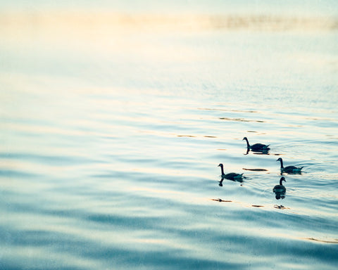 Birds in Water Photography by carolyncochrane.com