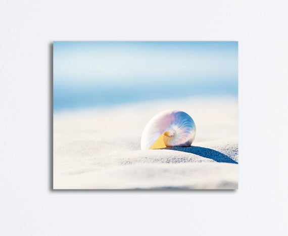 Sea Shell Photography Art by carolyncochrane.com