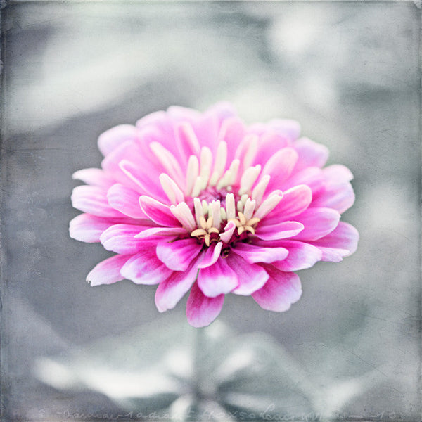 Pink Grey Flower Art Decor by carolyncochrane.com
