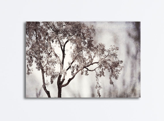Black and White Tree Photography carolyncochrane.com
