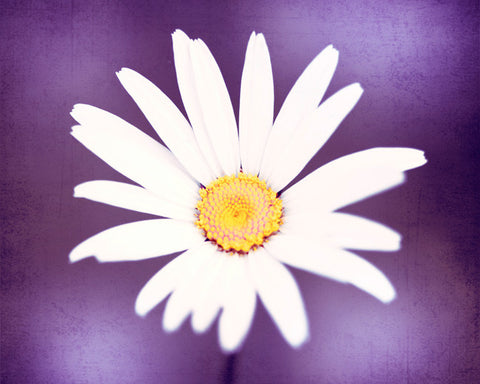 Purple White Flower Art by carolyncochrane.com