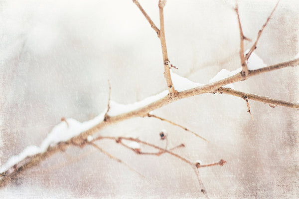 White Winter Photography by carolyncochrane.com