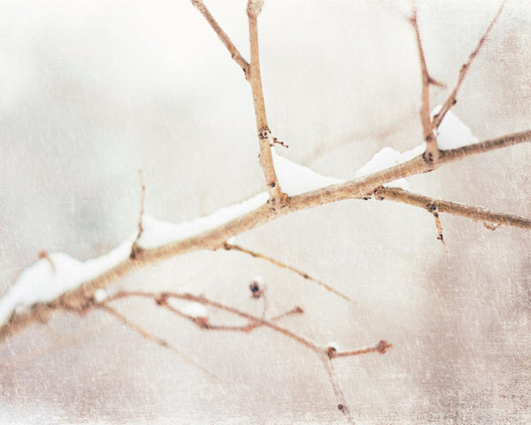 Winter Nature Decor by carolyncochrane.com