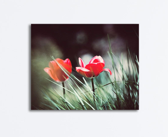 Red Black Tulip Flower Canvas by carolyncochrane.com