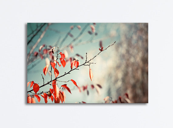 Red Nature Photography by carolyncochrane.com