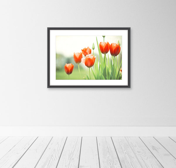 Red Tulip Photography Art by carolyncochrane.com