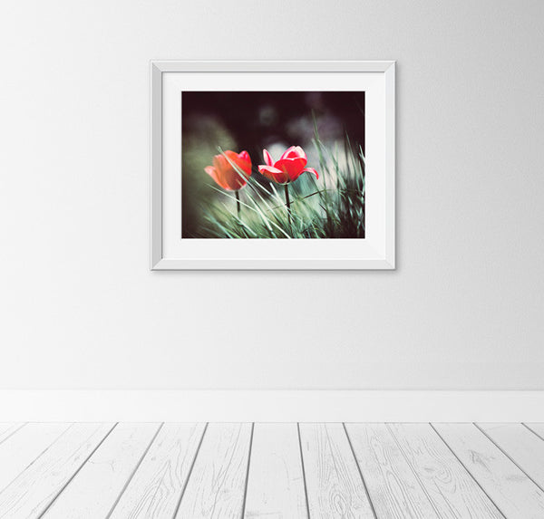 Red Black Tulip Flower Photography by carolyncochrane.com