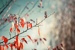 Red Nature Photography by carolyncochrane.com