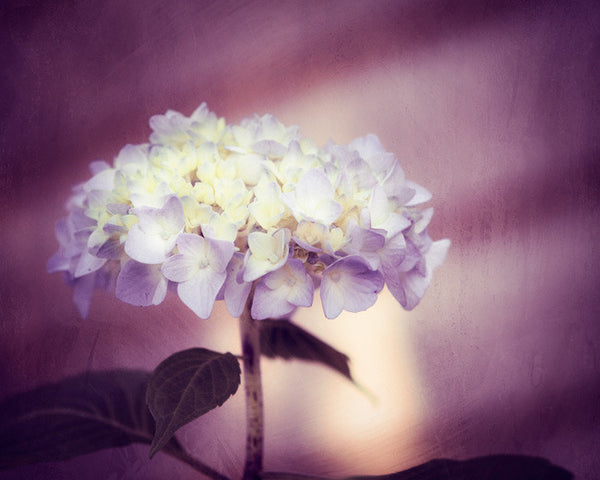 Dark Purple Flower Photography by carolyncochrane.com