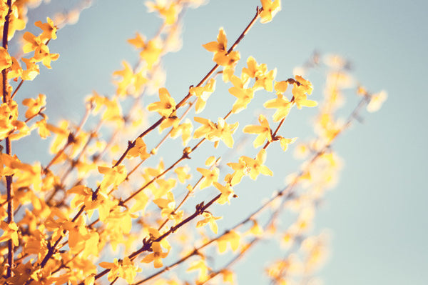 Yellow Blue Spring Photography by carolyncochrane.com