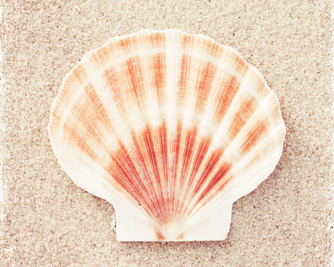 Scallop Shell Art Photography by carolyncochrane.com