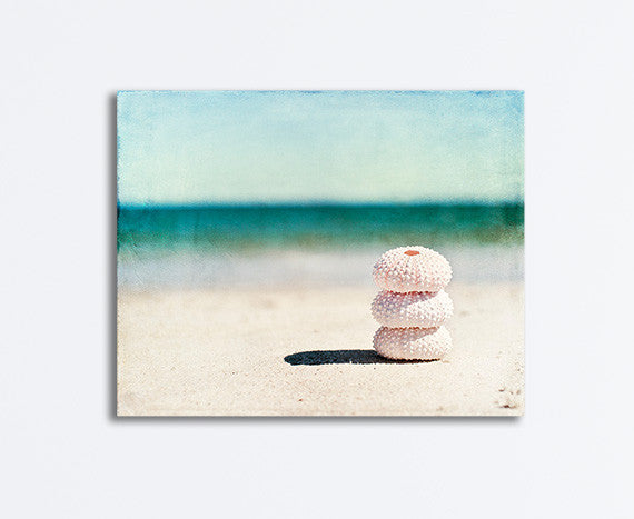 Sea Urchin Beach Canvas Photography Art by Carolyn Cochrane | Seashell Wall Photo