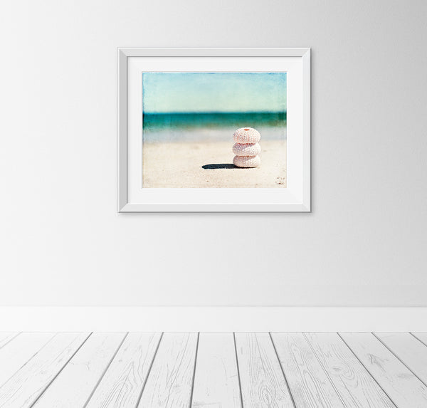 Sea Urchin Beach Photography Art by Carolyn Cochrane | Seashell Wall Photo
