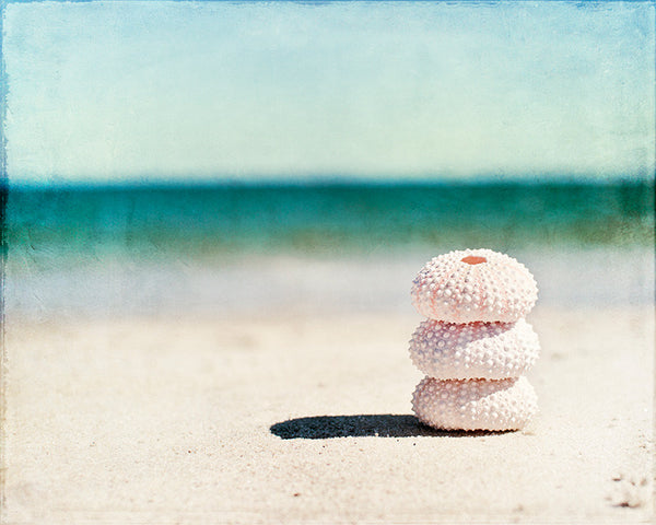 Sea Urchin Beach Photography Art | Seashell Beach Photo Print – Carolyn ...