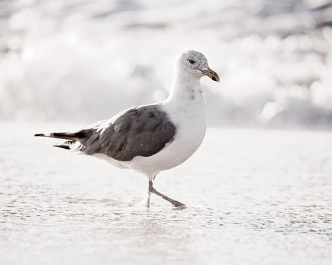 Seagull on Beach Photography