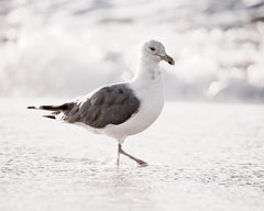 Seagull on Beach Photography by carolyncochrane.com