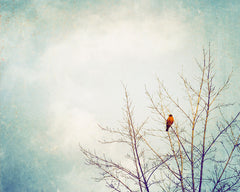 Robin Bird Photography by carolyncochrane.com