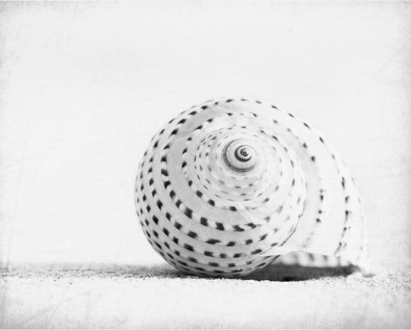 Black and White Seashell Print by carolyncochrane.com