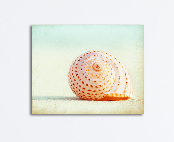 Seashell Wall Canvas Decor by carolyncochrane.com