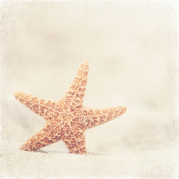 Beige Starfish on Beach Photograph by carolyncochrane.com