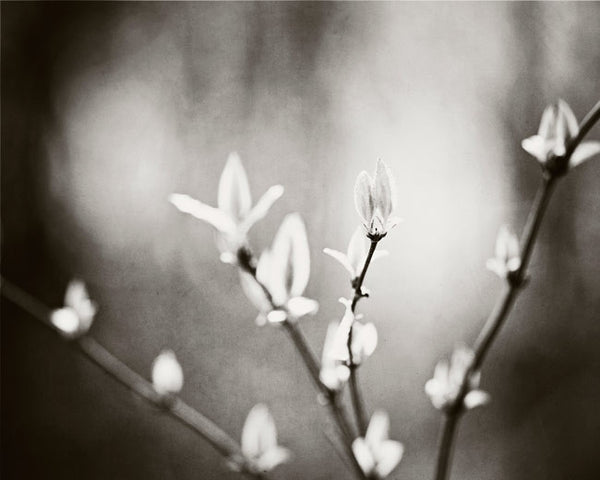 Black and White Nature Photography Art by carolyncochrane.com