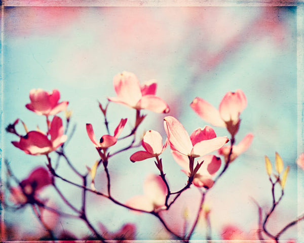 Pink Dogwood Floral Photography by carolyncochrane.com
