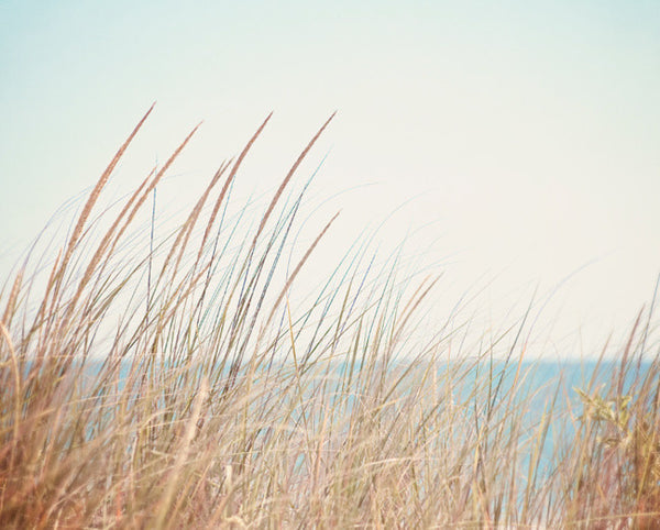Beach Grass Photography by carolyncochrane.com