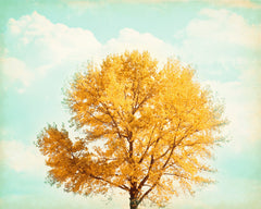 Fall Trees Photography by carolyncochrane.com