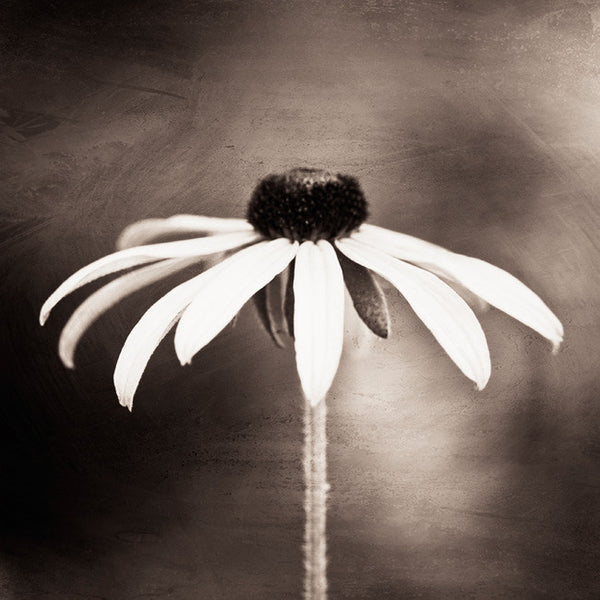 Brown Flower Photography by carolyncochrane.com