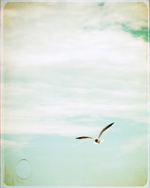 Seagull Flying Photo by carolyncochrane.com