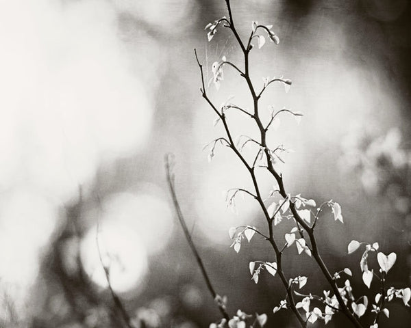 Black and White Nature Photography Art by carolyncochrane.com