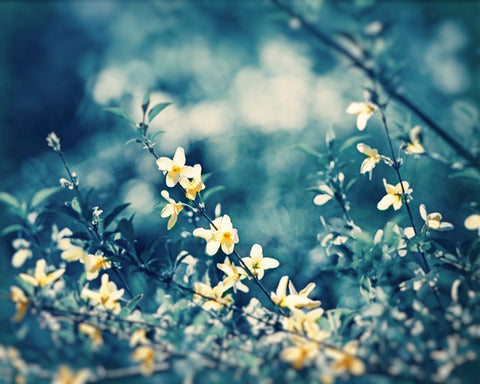 Blue Yellow Nature Photography by carolyncochrane.com