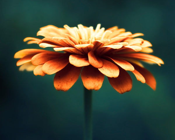 Orange Teal Flower Photography by carolyncochrane.com