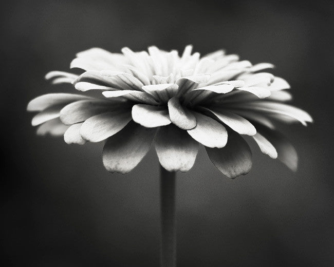 black and white photography flowers with color