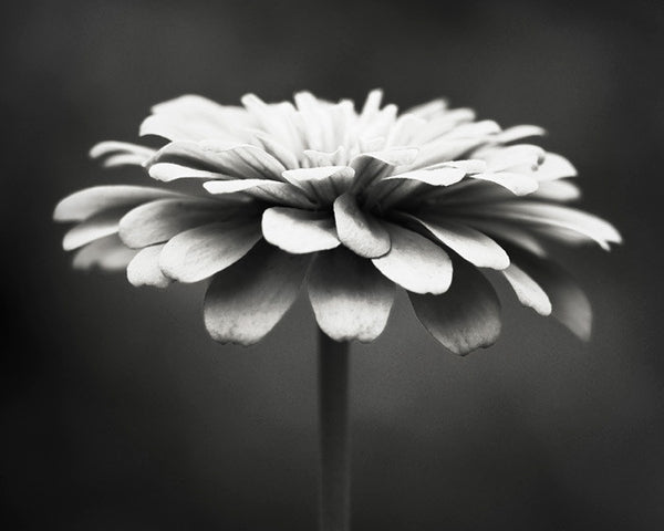 Black and White Flower Photography by carolyncochrane.com