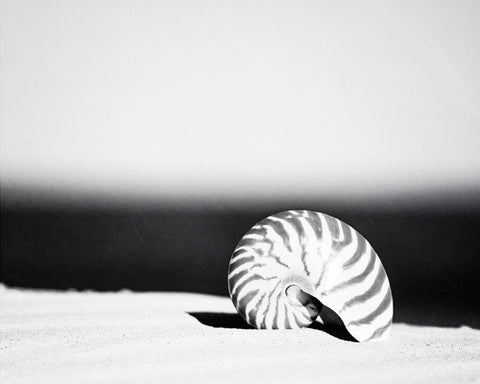 Black and White Seashell Picture by carolyncochrane.com
