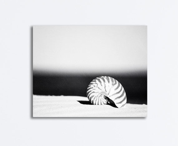 Black and White Seashell Canvas by carolyncochrane.com