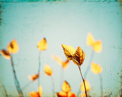 Yellow Blue Nature Photography by carolyncochrane.com