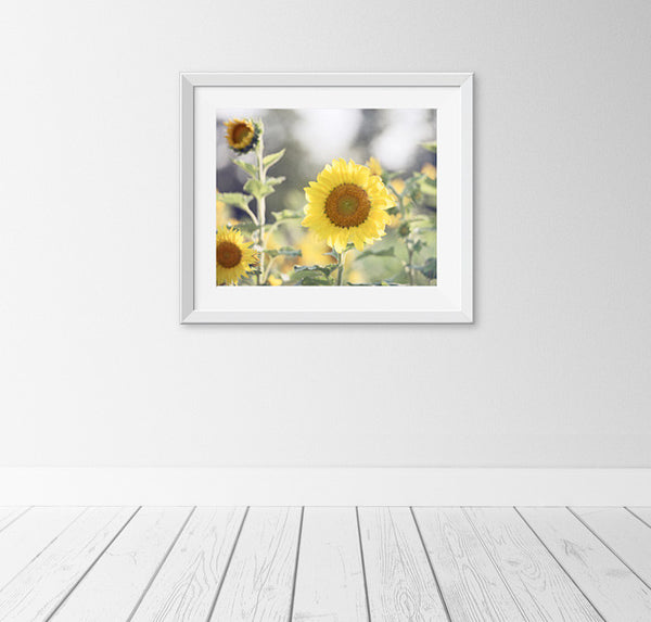 Sunflower Photography Art by carolyncochrane.com