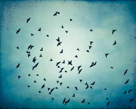 Blue Birds Flying Photograph by carolyncochrane.com