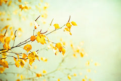 Yellow Mint Nature Photograph by carolyncochrane.com