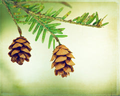 Pinecone Photography by carolyncochrane.com
