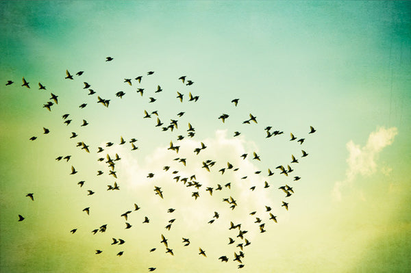 Birds Flying Photography by carolyncochrane.com