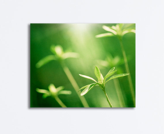Green Nature Photography Canvas Art by carolyncochrane.com