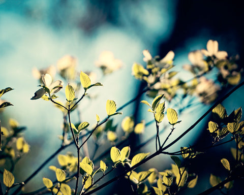 Dark Blue Green Nature Photography by carolyncochrane.com